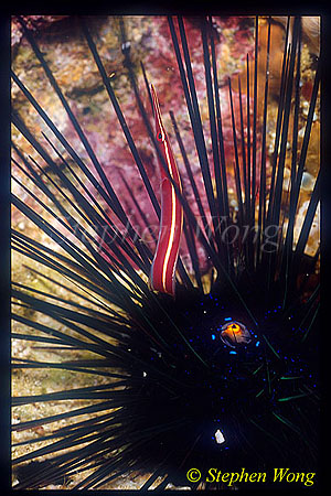 Clingfish, Urchin Clingfish 01