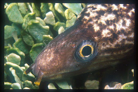 Conger Eel, 01