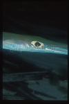 Coronet Fish 01, Fistularia commersonii