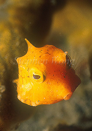 Cowfish, Thornback Cowfish 01a juvenile