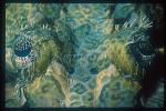 Crocodile Fish 01