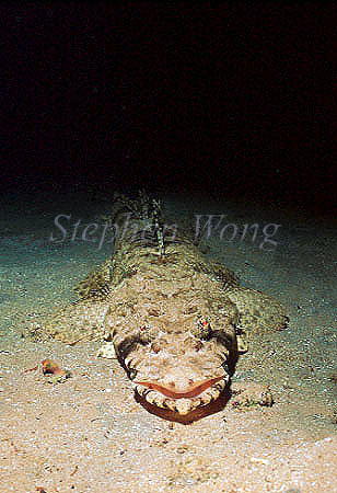 Crocodile Fish 03