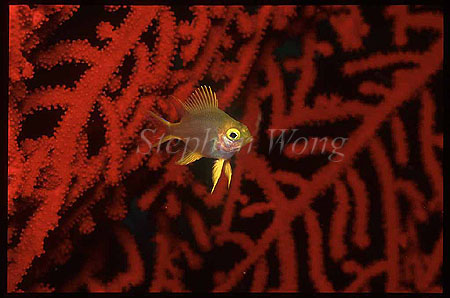 Damselfish, Golden Sergent 02, Amblyglyphidodon aureus