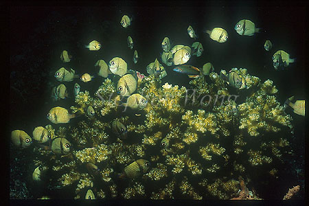 Damselfish, Indian Humbug 01, Dascyllus carneus