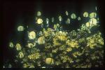 Damselfish, Indian Humbug 02, Dascyllus carneus