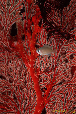 Damselfish, Scaly Chromis, C.lepidolepis 01 on seafan 080803
