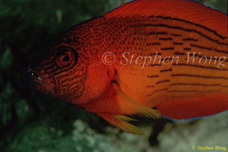 Dottyback, Firetail Dottyback 03z Labracinus cyclophthalmus 080103