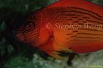 Dottyback, Firetail Dottyback 03z Labracinus cyclophthalmus 080103