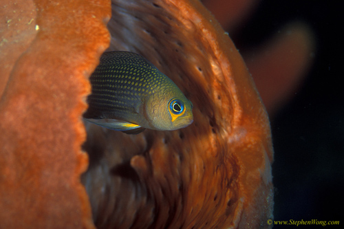 Dottyback, Long Fin Dottyback 01 090106