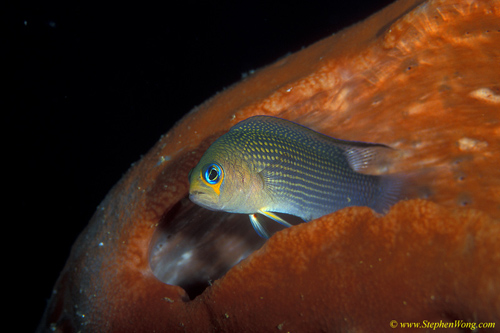 Dottyback, Long Fin Dottyback 02 090106