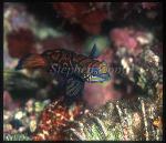 Dragonet, Mandarin Fish 02 Synchiropus splendidus
