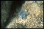 Filefish, Aosa Hagi 01, 6mm, Brachaluteres ulvarum