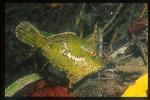 Filefish, Briste-tail 01 green phase