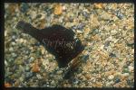 Filefish, Briste-tail 02 black phase
