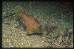 Filefish, Briste-tail 03 brown phase