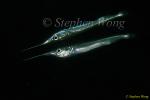 Garfish 01a 080103