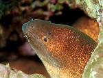 Moray Eel, 13 Yellow Edge, cleaning by shrimp negative 1991