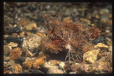 Scorpionfish, Ambon 02