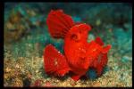 Scorpionfish, Rhinopias frondosa, Weedy 03