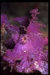 Scorpionfish, Rhinopias frondosa, Weedy 04