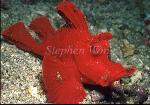 Scorpionfish, Rhinopias frondosa, Weedy 05