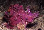 Scorpionfish, Rhinopias frondosa, Weedy 06