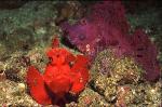 Scorpionfish, Rhinopias frondosa, Weedy 07