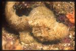 Scorpionfish, Velvet 02