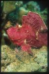 Scorpionfish, Volitans Lionfish with Paper Scorpionfish 01