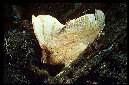 Scorpionfish, Waspfish, Cockatoo 01