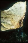 Scorpionfish, Waspfish, Cockatoo 03 Ablabys taenianotus