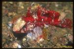 Scorpionfish, Waspfish, Longspine 01