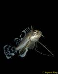 Scorpionfish, Waspfish, Ocellated 01, Hong Kong 052104