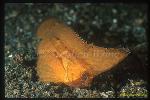 Scorpionfish, Waspfish, Spiny 01