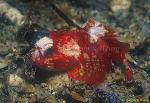 Scorpionfish, Waspfish, Undescribed 01