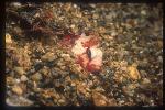 Scorpionfish, Waspfish, Undescribed 02, hiding in sand
