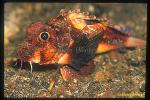Scorpionfish, Whiskered Stingfish 01