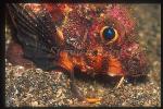 Scorpionfish, Whiskered Stingfish 02