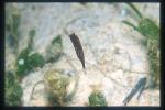 Shrimpfish, 01 1cm baby