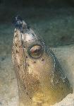 Snake Eel, Blackfinned 03