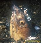 Snake Eel, Blackfinned 04, O.melanochir & Shrimp 2003 04 08