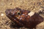 Snake Eel, Bonopart 01, Ophichthus bonaparti