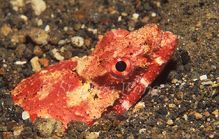 Snake Eel, Crocodile 01, Brachysomophis crocodilinus