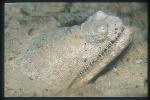Snake Eel, Crocodile 03, Brachysomophis crocodilinus