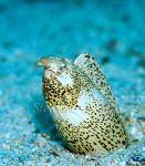 Snake Eel, Marbled 01, Callechelys marmorata