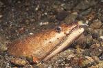 Snake Eel, Stargazer 01, B.cirrocheilos