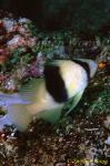 Soapfish, Yellow Emperor Soapfish 01  Diploprion bifasciatum 080803