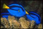 Surgeonfish, BlueTang 01