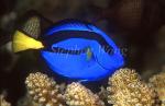 Surgeonfish, BlueTang 02