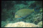 Surgeonfish, Lined 01, Acanthurus lineatus